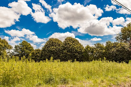 landscape  trees  clouds