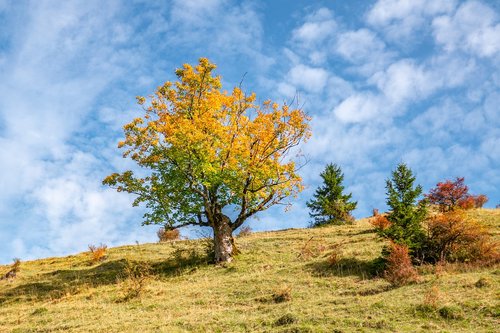 landscape  tree  fall color