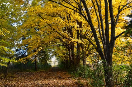 landscape  fall  autumn