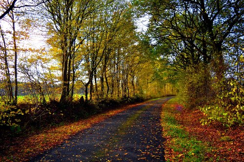 landscape  autumn mood  fall color