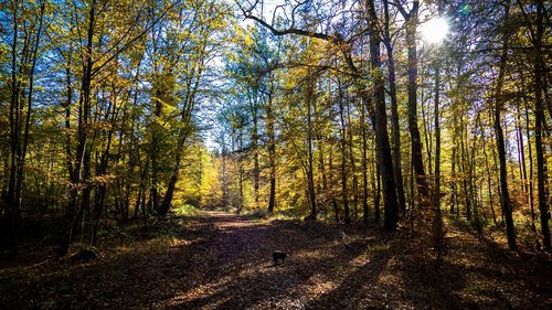 landscape  forest path  leaves