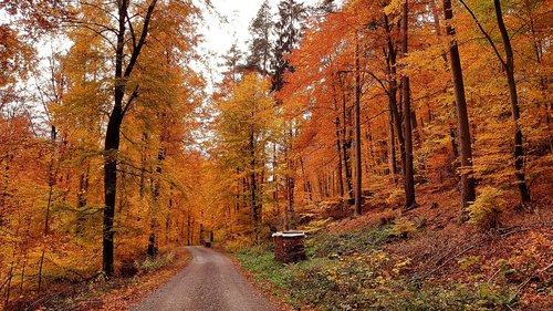 landscape  wood  orange