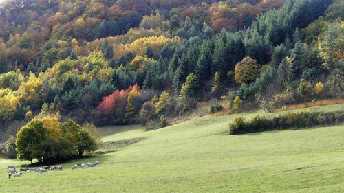 landscape  nature  trees