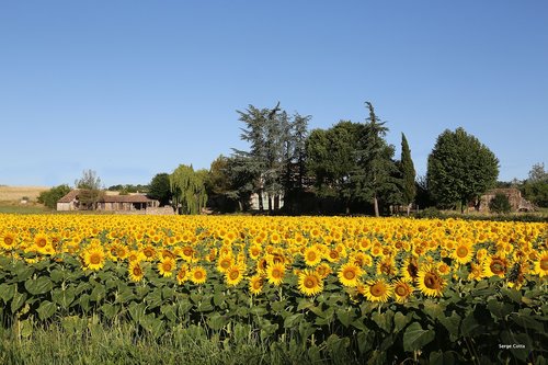 landscape  fields  sunflower