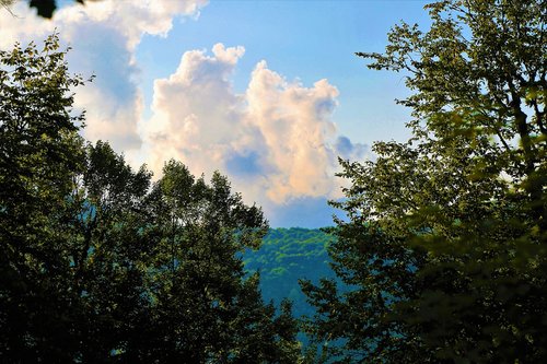 landscape  nature  forest