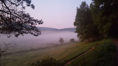 landscape  tree  fog