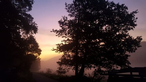 landscape  sunrise  trees