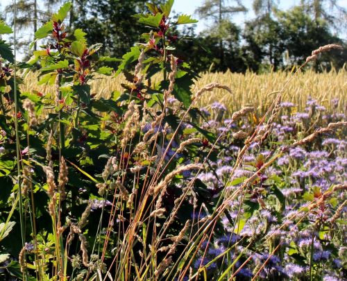 landscape cornfield flowers