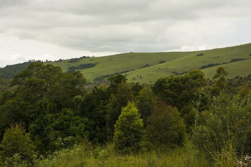 landscape  trees  flora and fauna