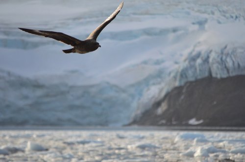 landscape  antarctica  antarctic