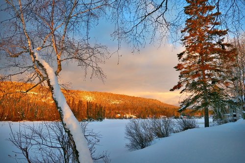 landscape  winter  nature