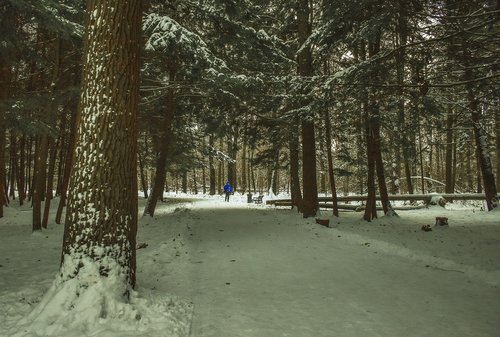 landscape  nature  trees