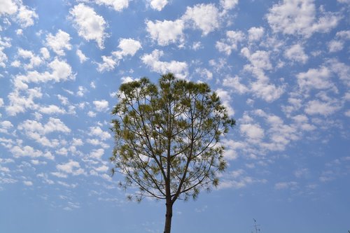 landscape  tree  clouds