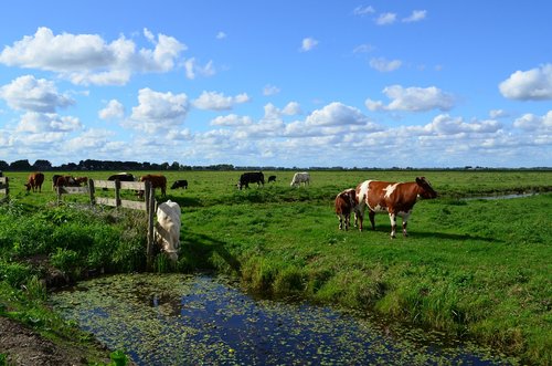 landscape  nature  cattle