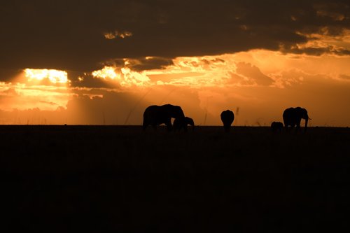 landscape  animals  mammals