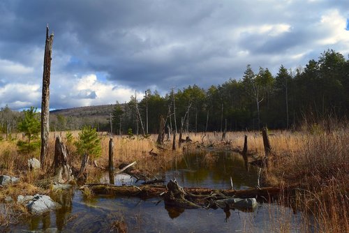 landscape  field  trees