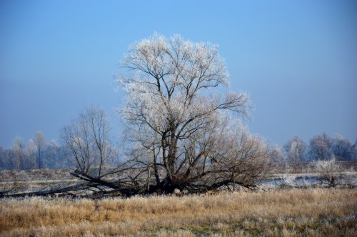 landscape  tree  hoarfrost