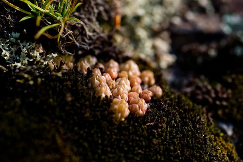 landscape  moss  stone
