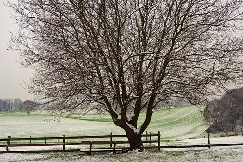 landscape  tree  nature