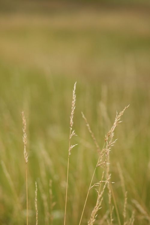 landscape field wheat