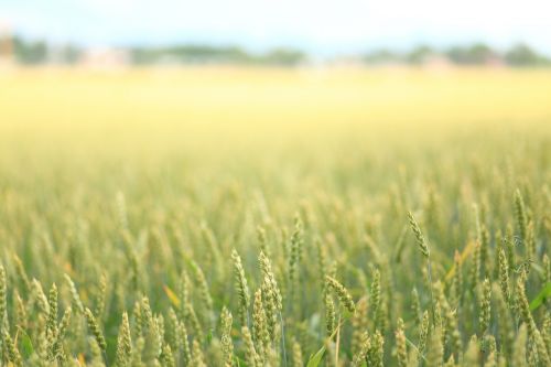 landscape field wheat