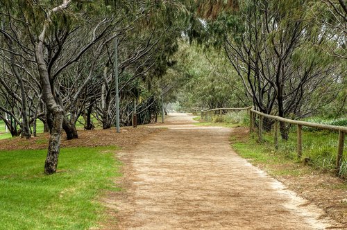 landscape  nature  trees