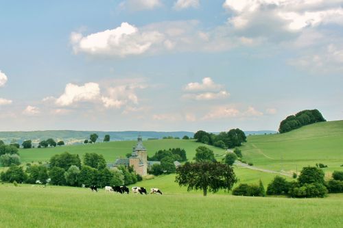 landscape reported cows