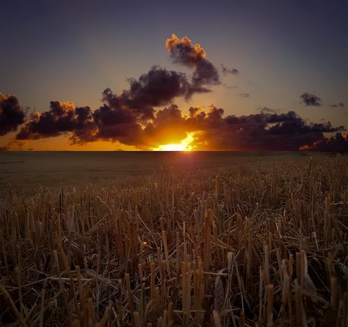 landscape  field  cornfield