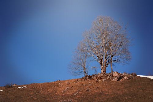 landscape  meadow  tree