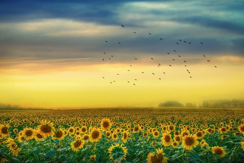 landscape  sunflowers  sky