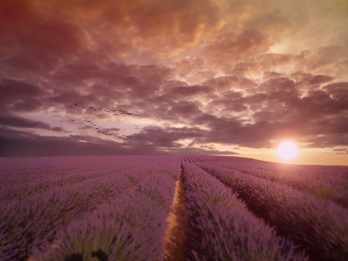 landscape  sunset  lavender field