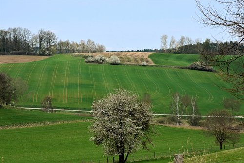 landscape  spring  field