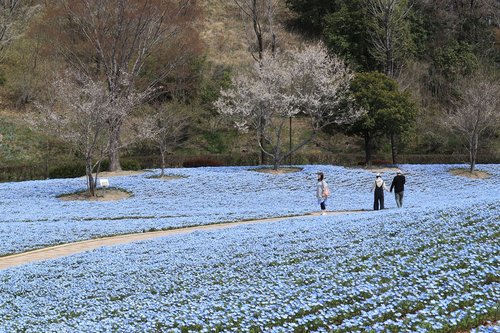 landscape  park  spring