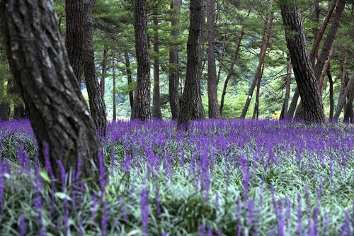 landscape  liriope  pine