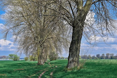 landscape  auen  nature