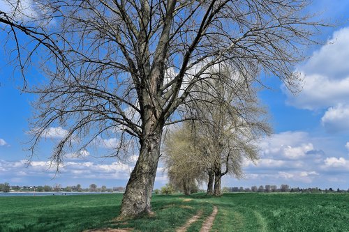 landscape  auen  nature