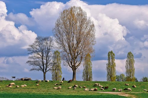 landscape  auen  nature