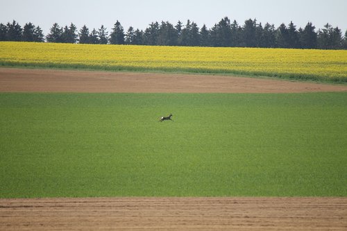 landscape  agriculture  arable