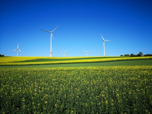 landscape  wind power  field of rapeseeds
