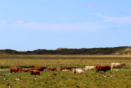 landscape  langeoog  nature