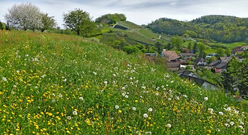 landscape  switzerland  aargau
