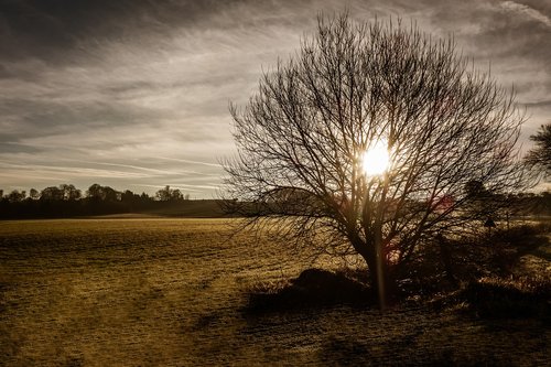 landscape  tree  against the light