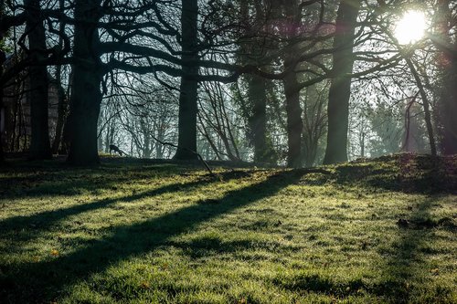 landscape  tree  against the light