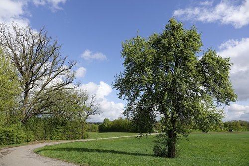 landscape  trees  nature