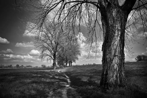 landscape  trees  nature