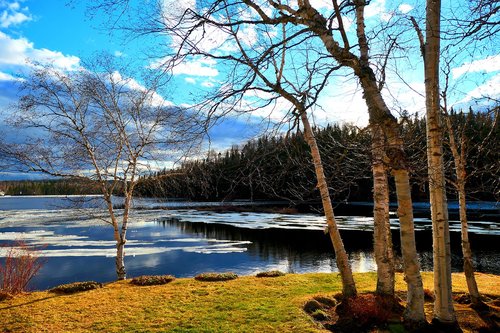 landscape  nature  birch