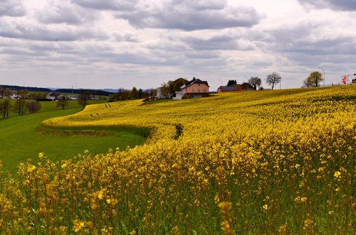 landscape  rapeseed  yellow