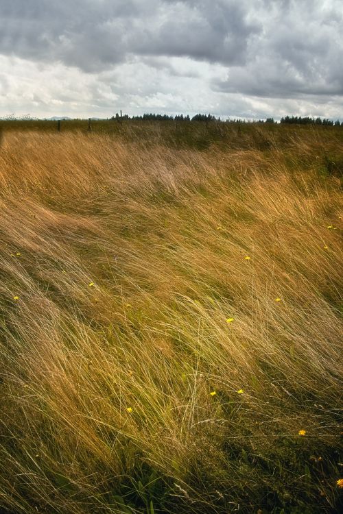landscape grass windy