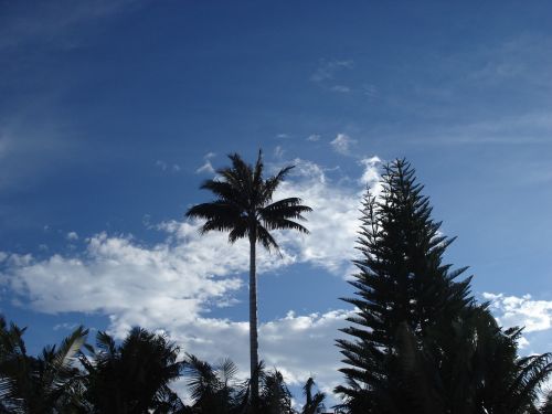 landscape palma tree