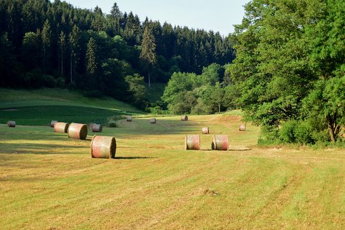 landscape  hay bales  summer